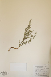 Herbarium Sheet of Dueholm 7906 NY